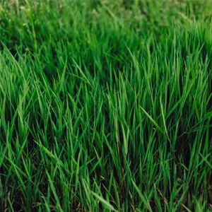 Activateurs biologiques offerte al miglior prezzo