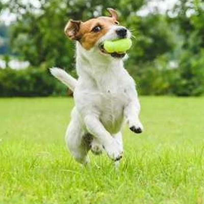 Giochi per animali offerte al miglior prezzo