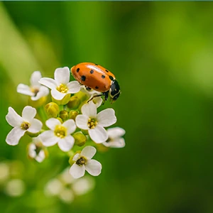 Insecticide et mildiou offerte al miglior prezzo