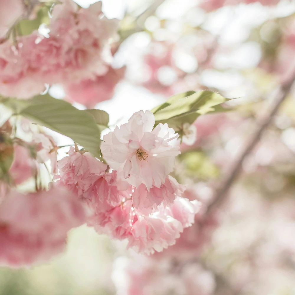 Boîte de 2 canettes de savon doux et neutre pour les mains ProActive Soap 5 litres